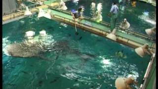 Whale Shark Feeding in Japan by Asiatravel.com